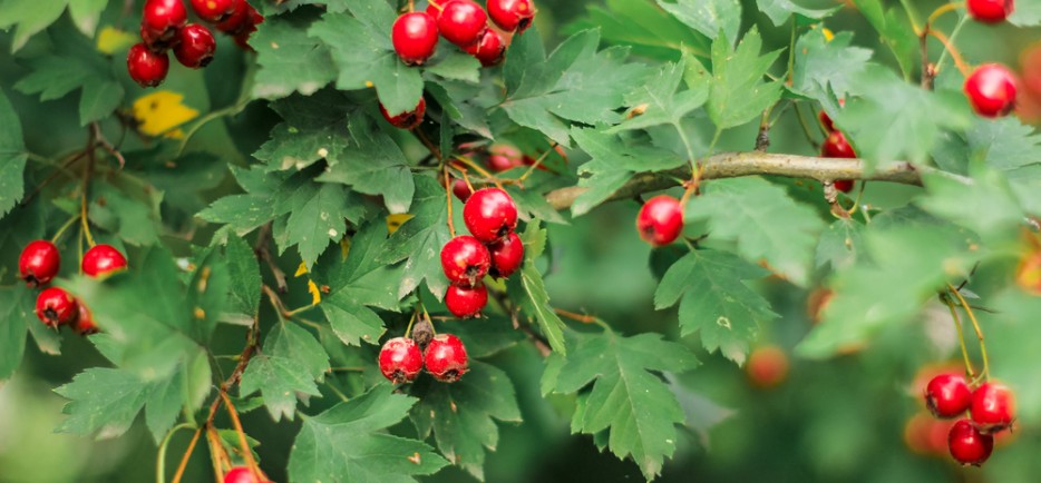 A galagonya ültetése, gondozása