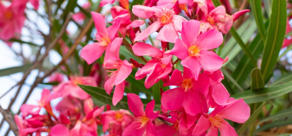 Mikor kerülhetnek ki a szabadba a mediterrán és trópusi növények?