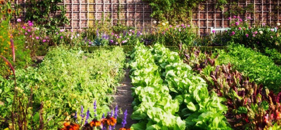 Permakultúra - okos kert, lusta kertészeknek