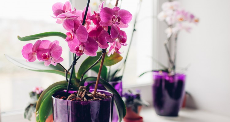 A lepkeorchideák őszi-téli ápolása
