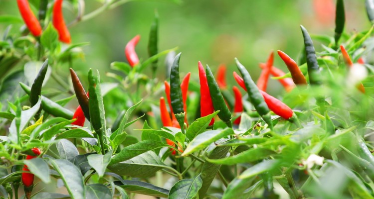 A chili termesztése