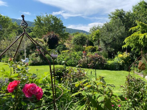 Ajánlott örökzöldek a kertbe és a fajtanevek fontossága