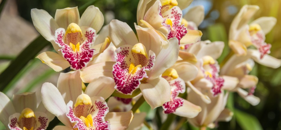 A csodasz&eacute;p cs&oacute;nakorchidea gondoz&aacute;sa