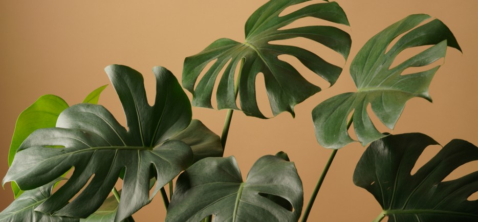 A filodendron gondoz&aacute;sa