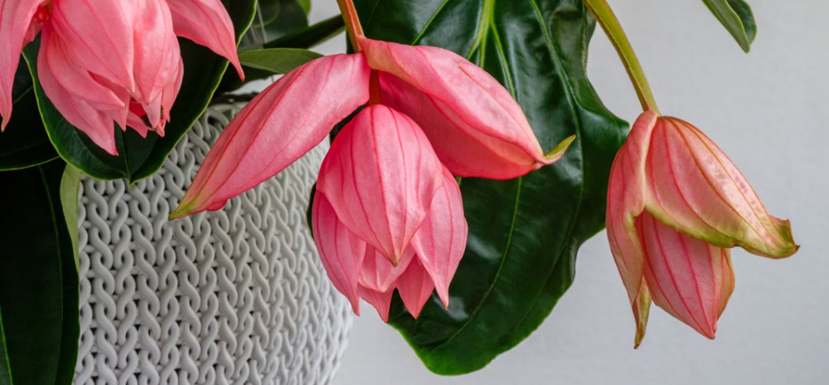 A pomp&aacute;s medinilla gondoz&aacute;sa