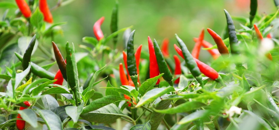 A chili termeszt&eacute;se