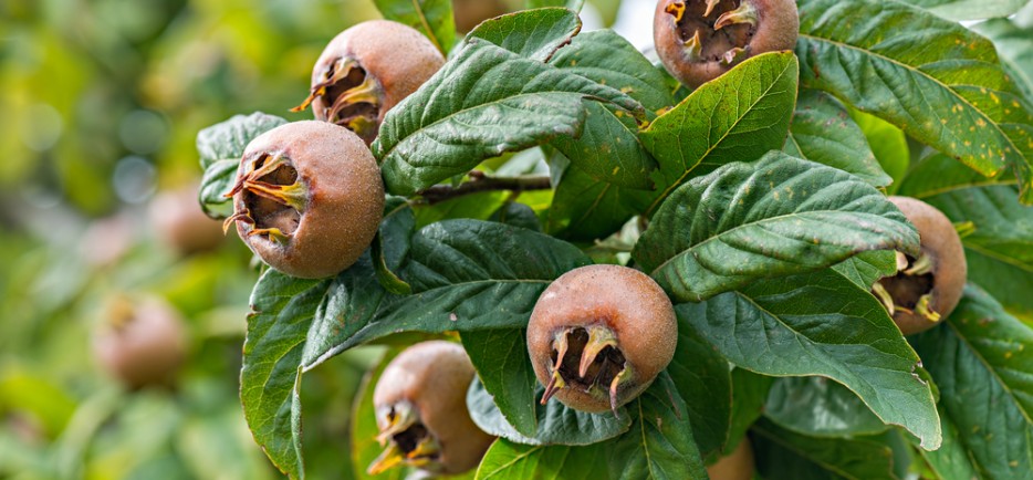 A t&eacute;l szezon&aacute;lis vitaminforr&aacute;sa: naspolyaf&aacute;t a kertbe!