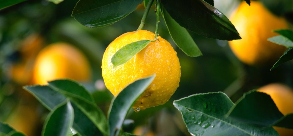 Mediterr&aacute;n hangulatban: a citrom termeszt&eacute;se