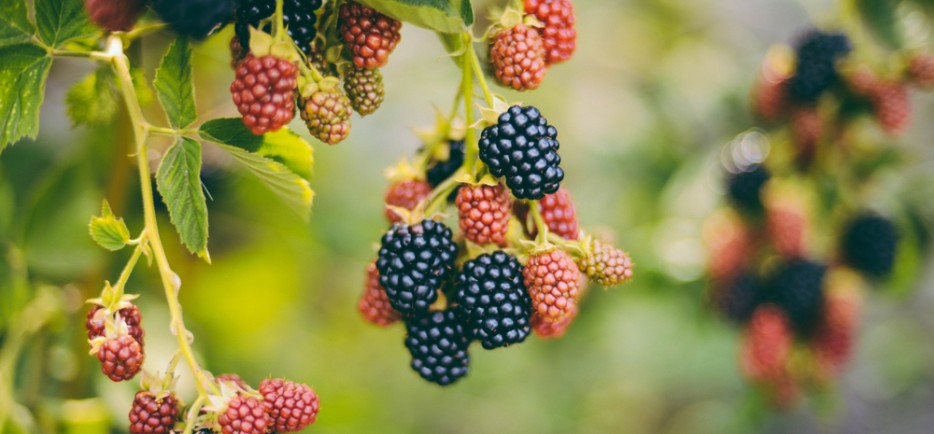 A legmagasabb antioxid&aacute;ns tartalm&uacute; bogy&oacute;sok a kertben
