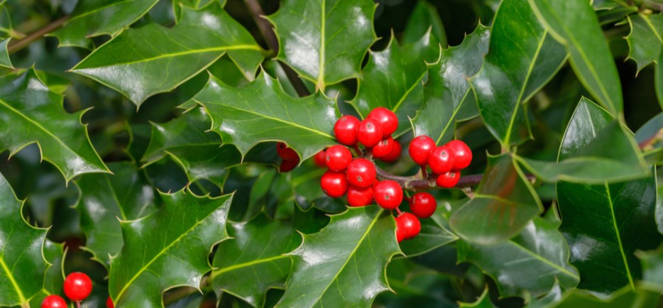 Magyal - Az adventi időszak egyik kedvenc n&ouml;v&eacute;nye