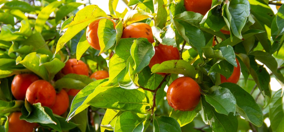 A vitaminokban gazdag datolyaszilva &uuml;ltet&eacute;se