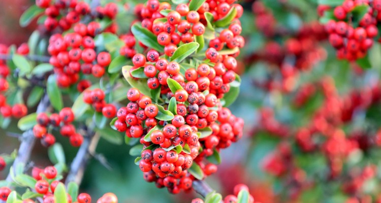 Fenntartható, esztétikus cserjesorok a biodiverzitás szolgálatában