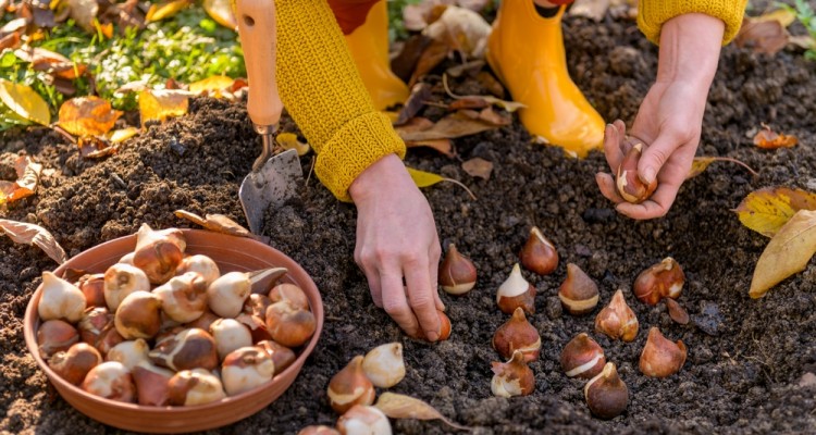 Hagymát hagymával - 1.rész