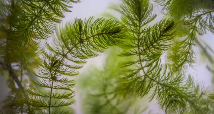 4 oxig&eacute;ntermelő v&iacute;zi n&ouml;v&eacute;ny kerti tavakba