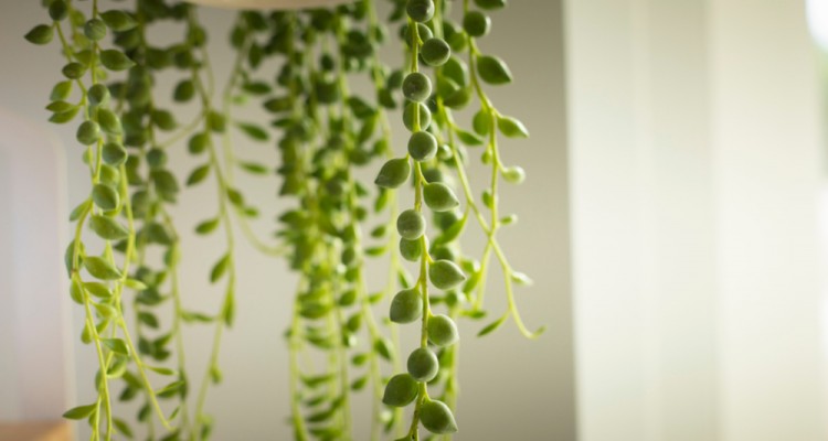 Bors&oacute;ka a lak&aacute;sban