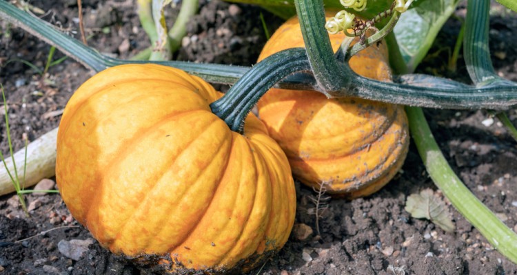 7+1 tipp a t&ouml;kf&eacute;l&eacute;k termeszt&eacute;s&eacute;hez