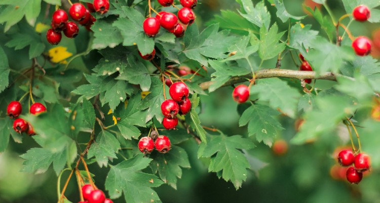 A galagonya &uuml;ltet&eacute;se, gondoz&aacute;sa