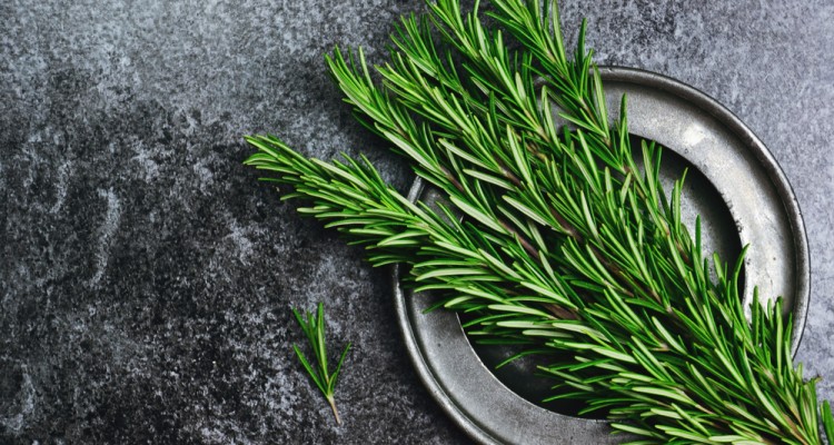 A rozmaring termeszt&eacute;se, gondoz&aacute;sa