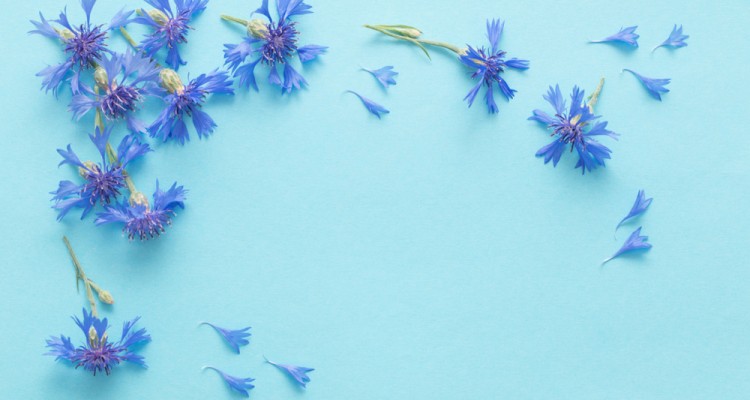 11 ehető vir&aacute;g a kertbe &ndash; nem csak finomak, de sz&eacute;pek is!