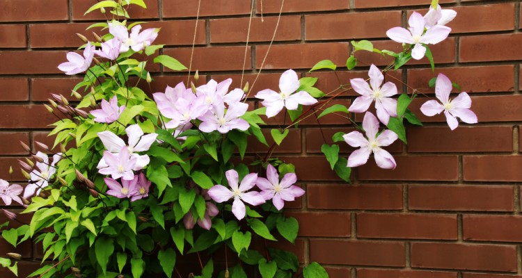 A „falra mászók” dicsérete – Zöld falak és függőleges kertek építése és gondozása