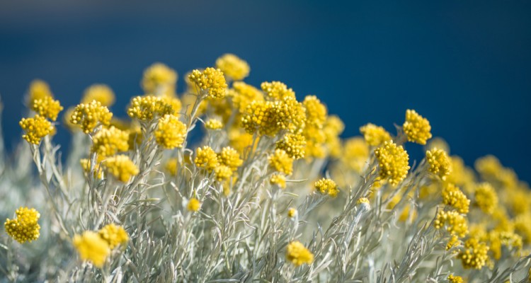 A curryfű termeszt&eacute;se