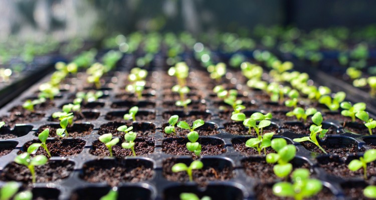 Felhaszn&aacute;lhatjuk-e lej&aacute;rt szavatoss&aacute;g&uacute; vetőmagokat?