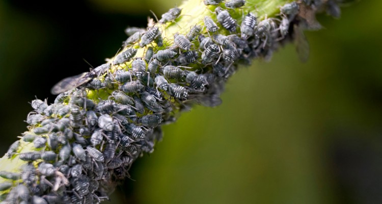A lev&eacute;ltetvek elleni v&eacute;dekez&eacute;s a konyhakertben