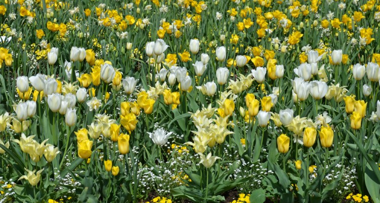 Hagymát hagymával - 2. rész