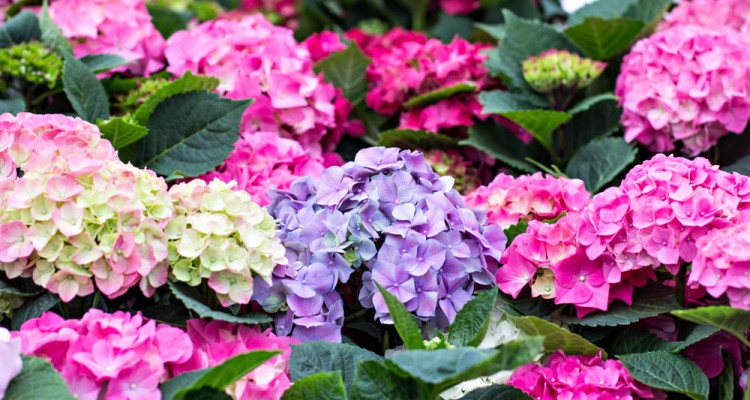 A szabadf&ouml;ldbe &uuml;ltetett hortenzi&aacute;k gondoz&aacute;sa