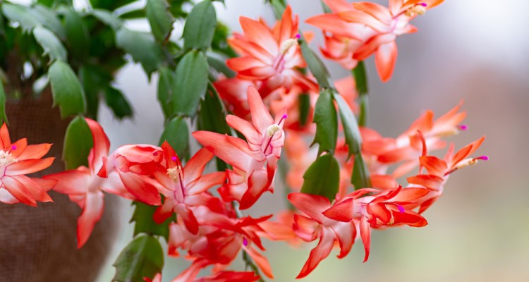 Hogyan &aacute;poljuk a kar&aacute;csonyi kaktuszt?