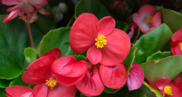 Milyen n&ouml;v&eacute;nyeket &uuml;ltess&uuml;nk a kert &aacute;rny&eacute;kos r&eacute;szeibe?