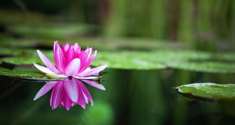A t&uuml;nd&eacute;rr&oacute;zs&aacute;k gondoz&aacute;sa