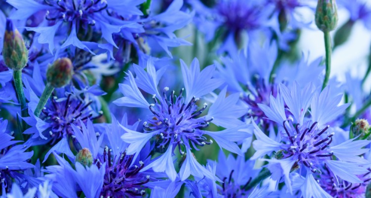 A rem&eacute;ny vir&aacute;ga: a b&uacute;zavir&aacute;g termeszt&eacute;se