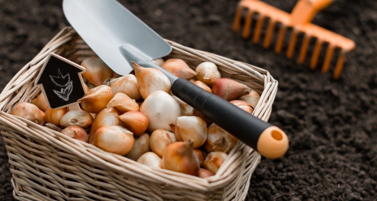 A hagym&aacute;s d&iacute;szn&ouml;v&eacute;nyek őszi &uuml;ltet&eacute;se