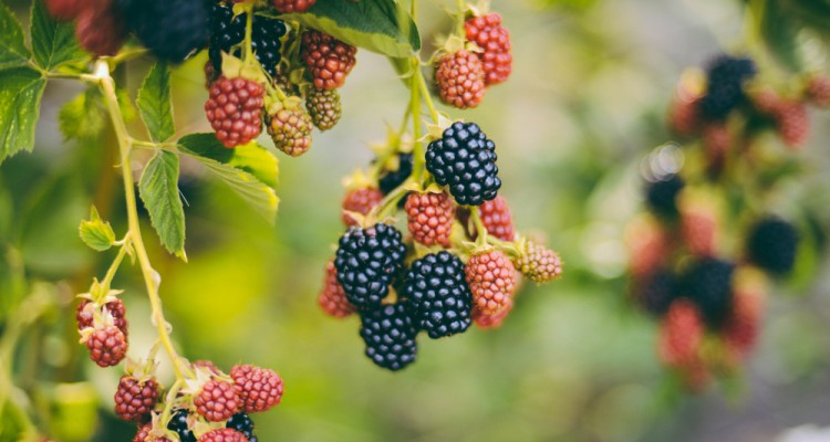 A legmagasabb antioxid&aacute;ns tartalm&uacute; bogy&oacute;sok a kertben