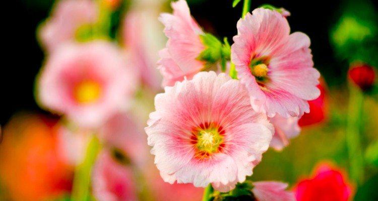 9 r&oacute;zsasz&iacute;nben pomp&aacute;z&oacute; d&iacute;szn&ouml;v&eacute;ny a kertbe