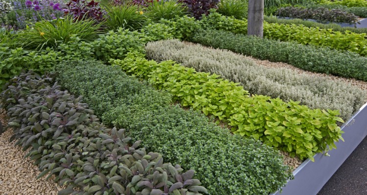 5+1 illatos fűszern&ouml;v&eacute;ny szabadf&ouml;ldi termeszt&eacute;se