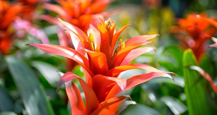 A leg&eacute;rdekesebb otthon is nevelhető brom&eacute;li&aacute;k