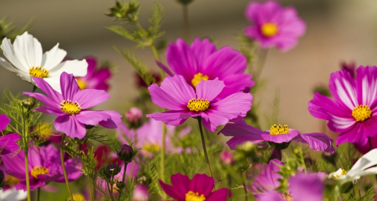 13+1 d&iacute;szn&ouml;v&eacute;ny az utcafrontra