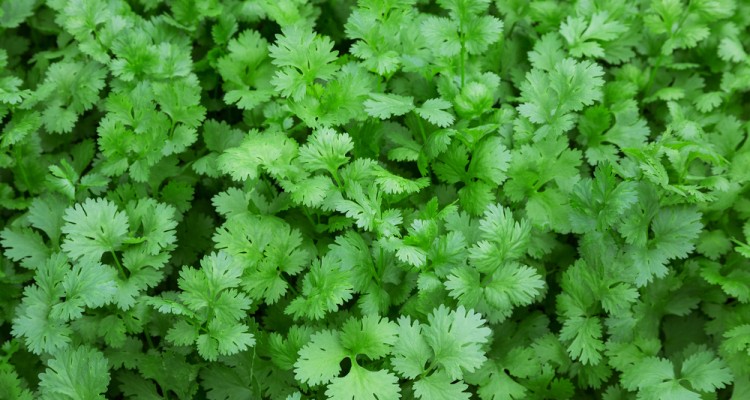 &Iacute;gy termessz&uuml;k az intenz&iacute;v illat&uacute; koriandert