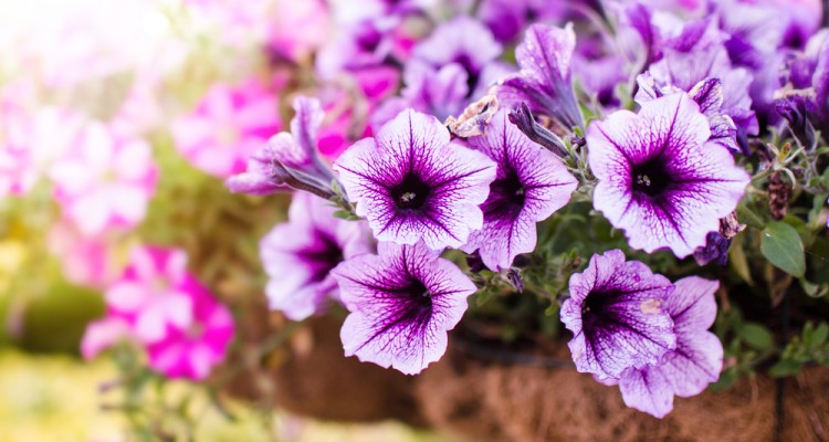 &Uuml;ltess&uuml;nk egyny&aacute;ri d&iacute;szn&ouml;v&eacute;nyeket