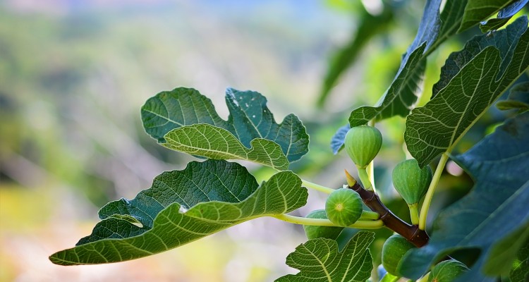 A f&uuml;ge metsz&eacute;se