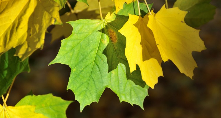Egyre t&ouml;bb kertben tal&aacute;lkozni vele: g&ouml;mbplat&aacute;n, a dekorat&iacute;v d&iacute;szfa