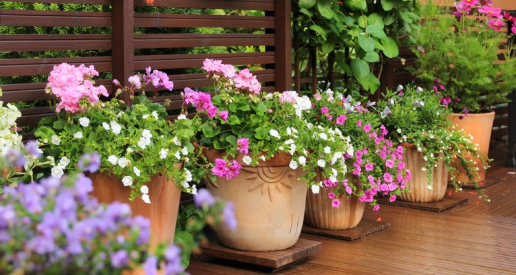 6+1 balkonn&ouml;v&eacute;ny, hogy id&eacute;n a mi&eacute;nk legyen a legvir&aacute;gosabb terasz