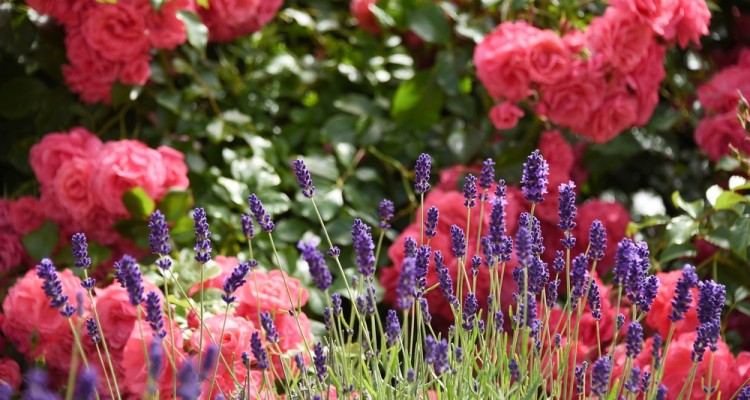 Vegyszermentes n&ouml;v&eacute;nyv&eacute;delem, n&ouml;v&eacute;nyt&aacute;rs&iacute;t&aacute;sok