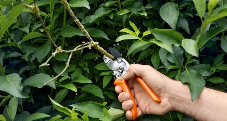 3+1 tuti tipp kar&aacute;csonyra kert&eacute;szkedő szeretteinknek