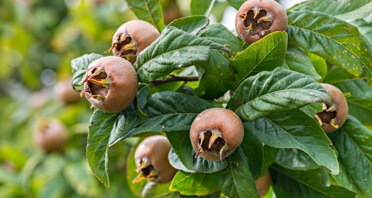 A t&eacute;l szezon&aacute;lis vitaminforr&aacute;sa: naspolyaf&aacute;t a kertbe!