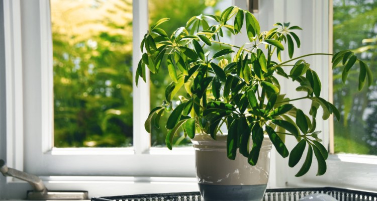 A dekorat&iacute;v sug&aacute;rar&aacute;lia gondoz&aacute;sa