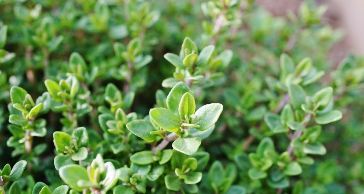 &Uuml;ltess&uuml;nk kakukkf&uuml;vet a kertbe