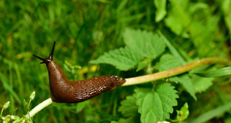 Hogyan sz&aacute;moljunk le a kertben a meztelencsig&aacute;kkal? 5+1 term&eacute;szetes m&oacute;dszer